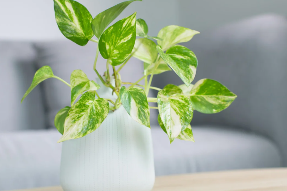 Screenshot 2025 11 21 110350