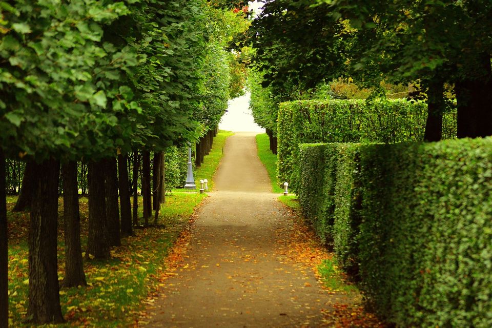 Tree shaping pruning 4