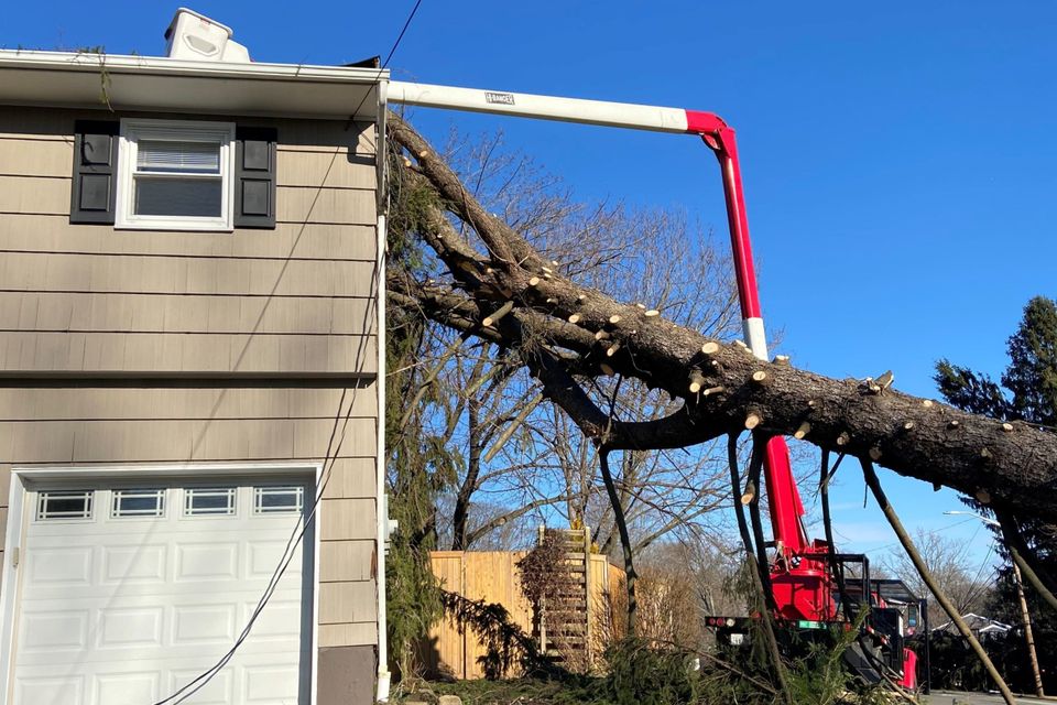 emergency tree service sacramemnto