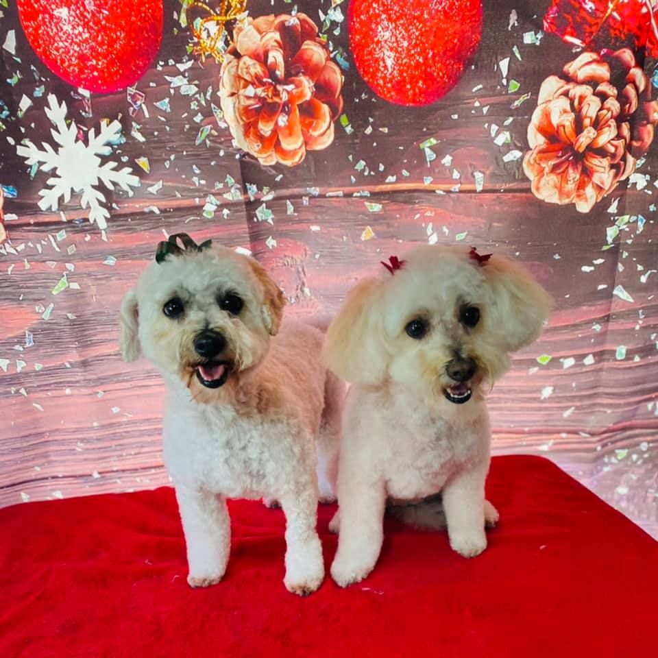 Two bichon dogs pose for holiday photo after grooming