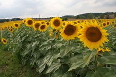 Row of sunflowers
