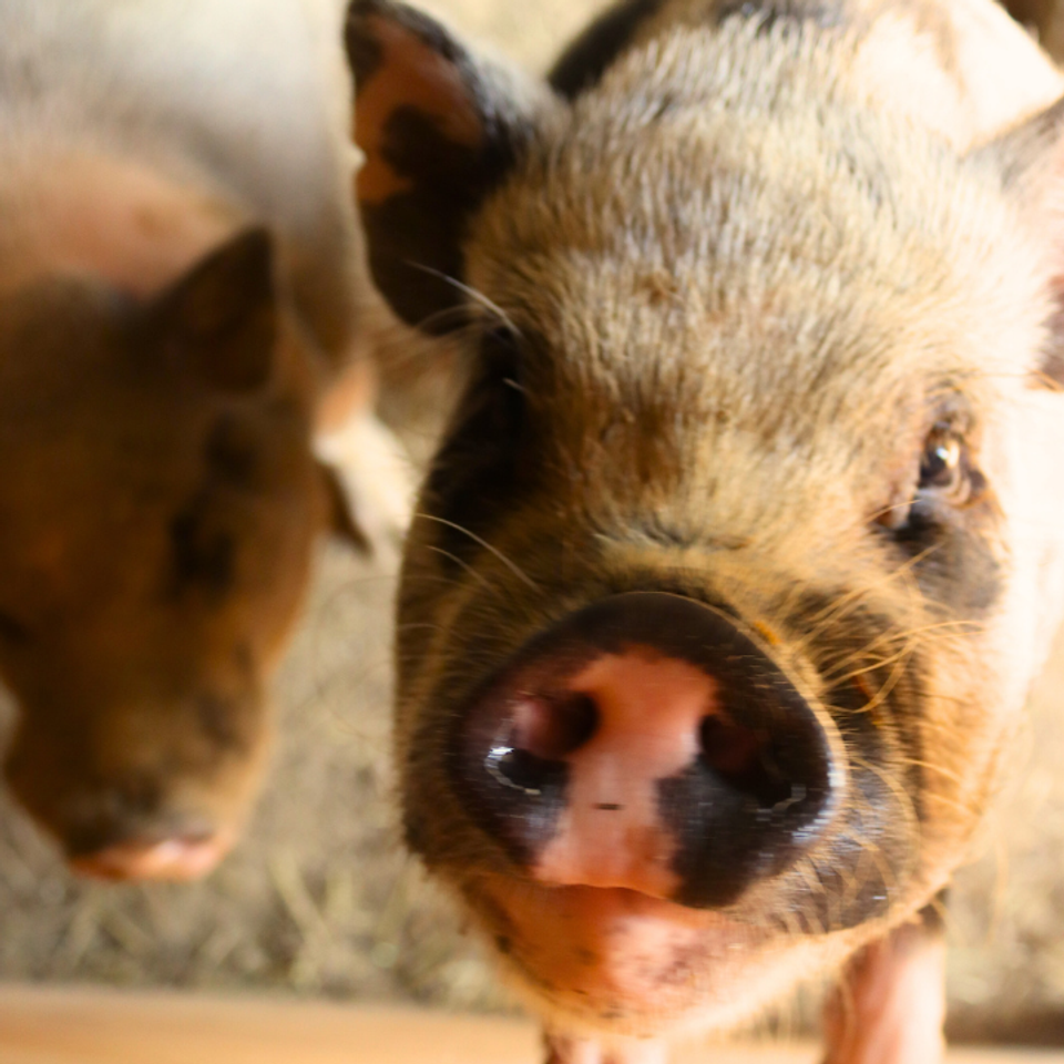 Agnes closeup morning feeding time hank background