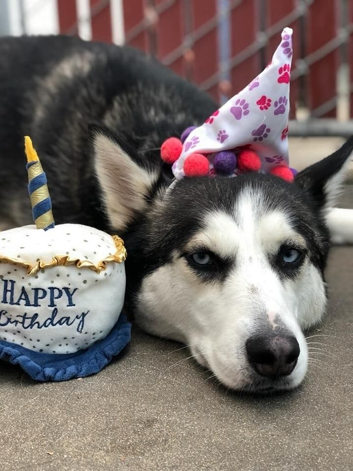 Birthdaydog