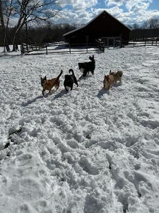 Dogs in snow