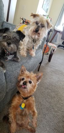 3 doggies