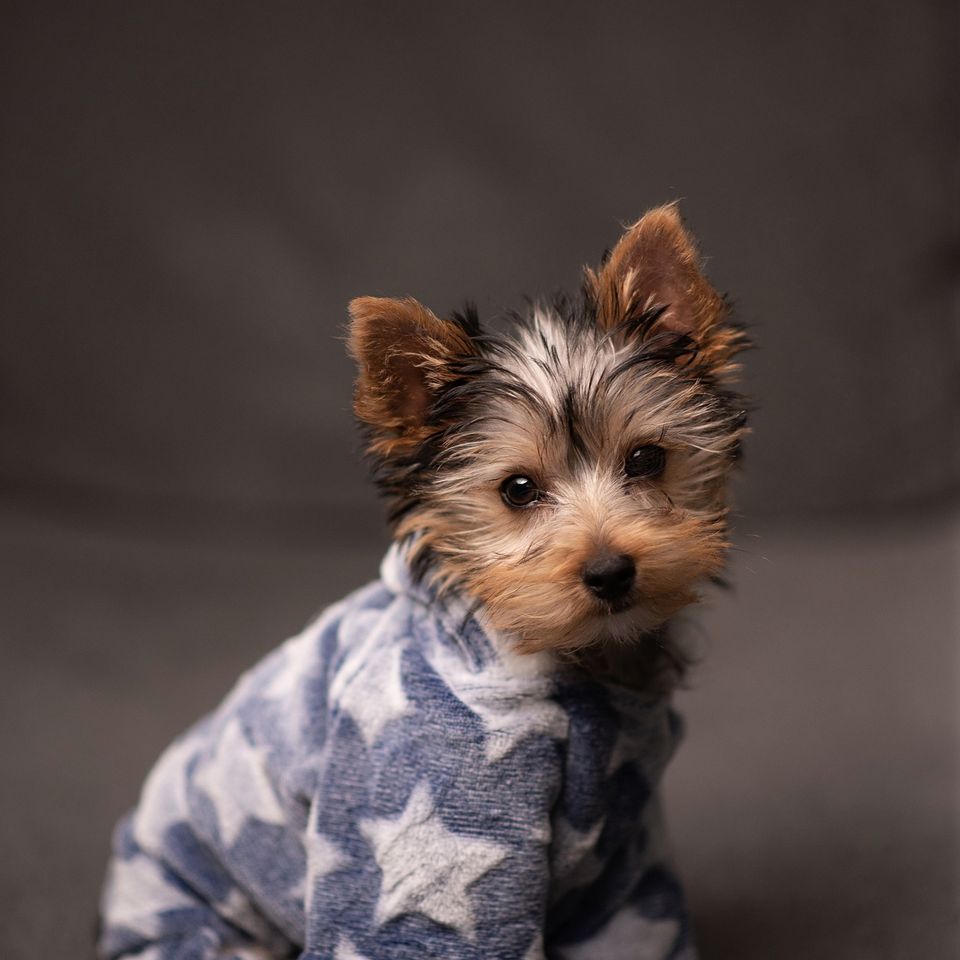 Yorkshire terrier g3b4205fa0 1920