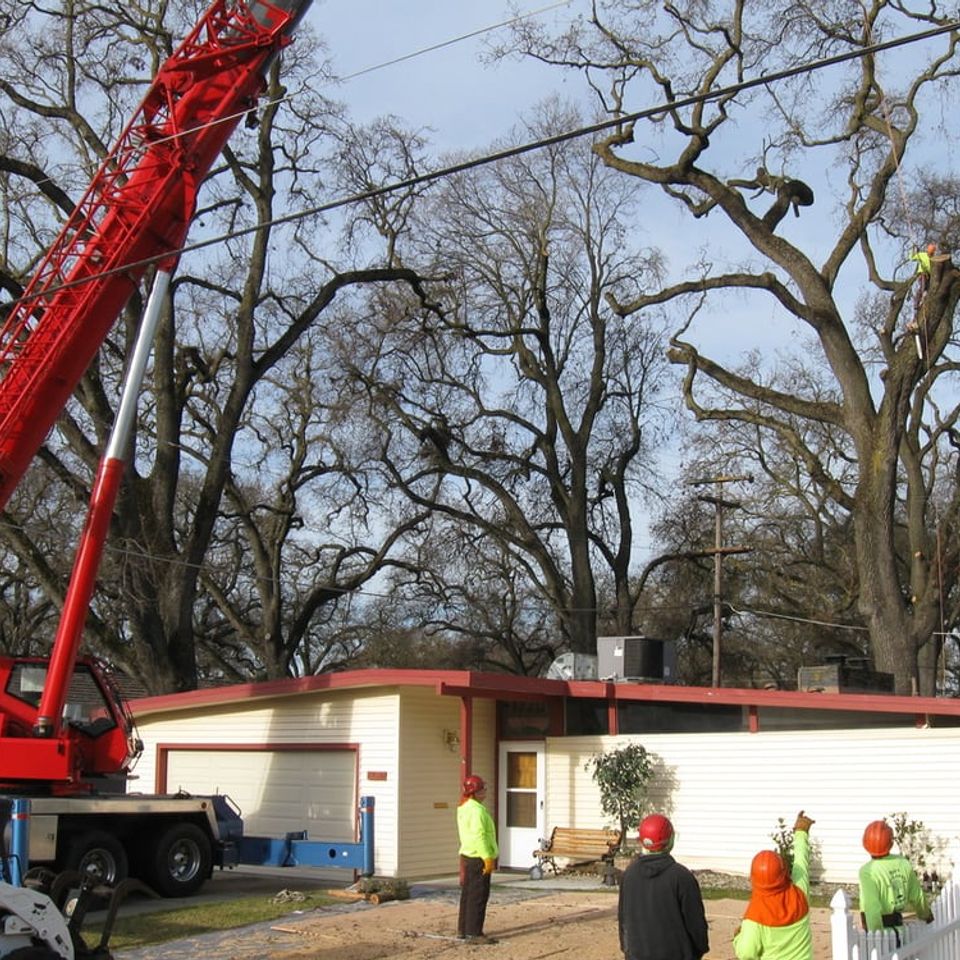 Coordinated tree service team monitoring a crane-assisted removal on a residential property – Bud’s Tri-County Tree Services Inc. – Licensed #785788