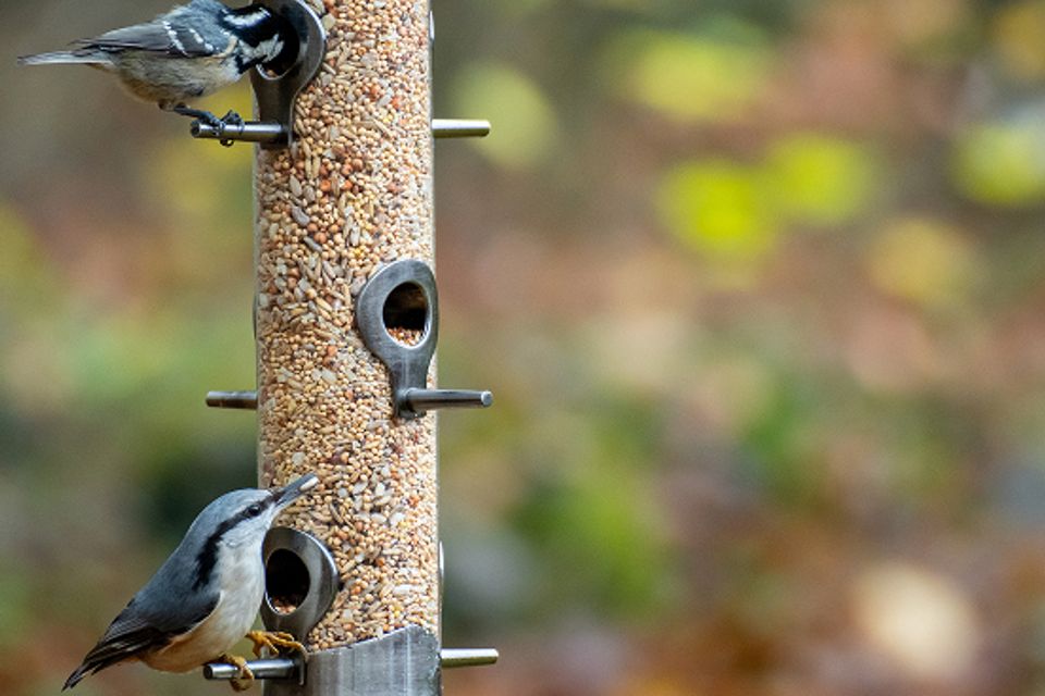 Birds feeder img