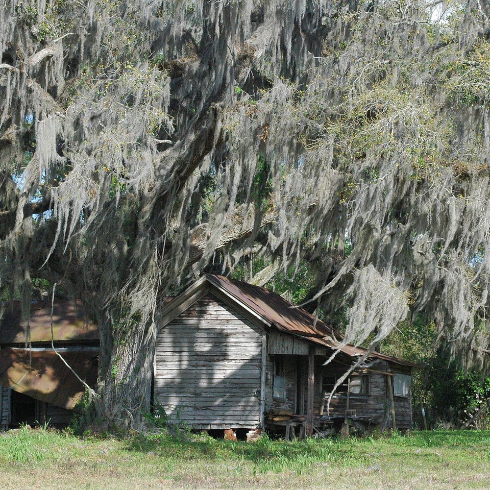 Under the oak 2