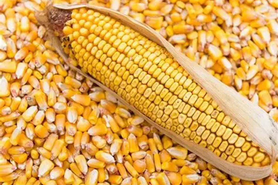 Yellow corn 1