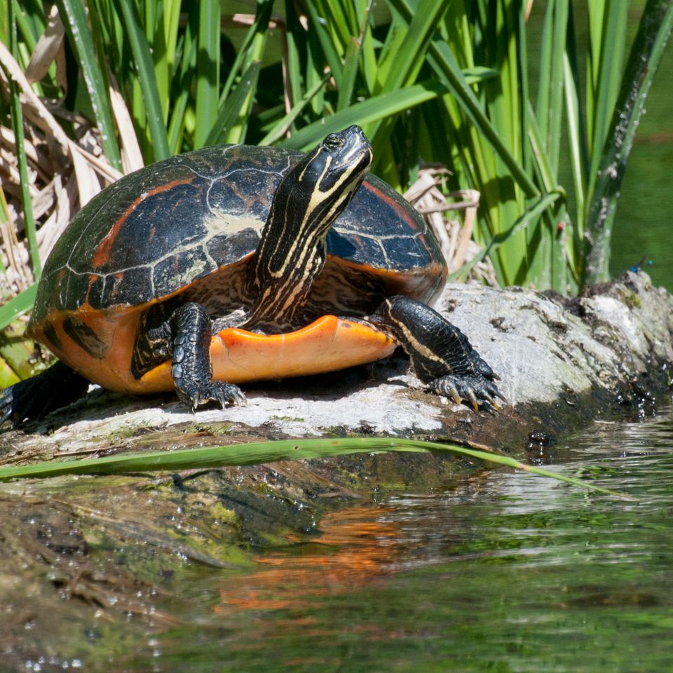 Turtle 4