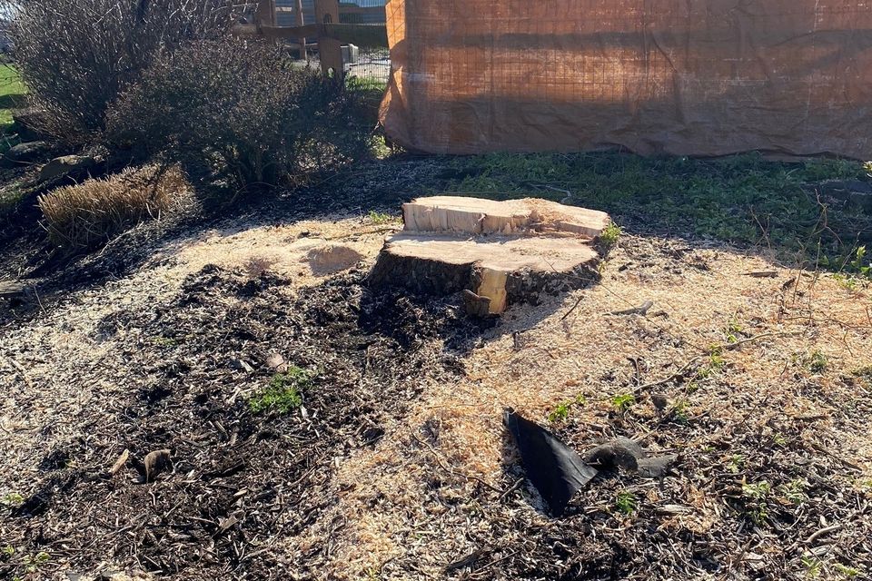 Stump grinding before 4 13 23