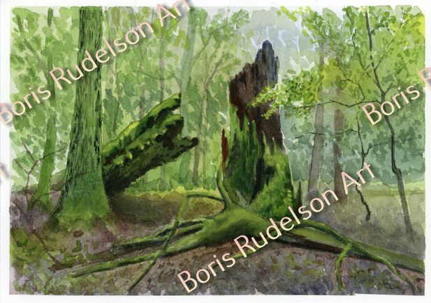 Old Tree. Watercolor