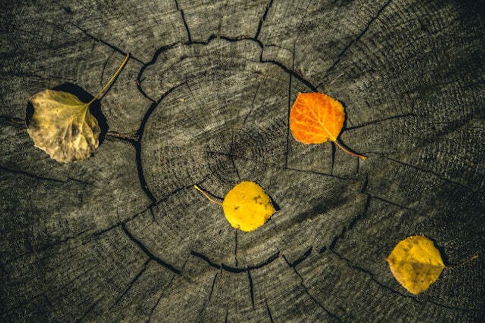 Autumn leaves against background rings exposed tree stump