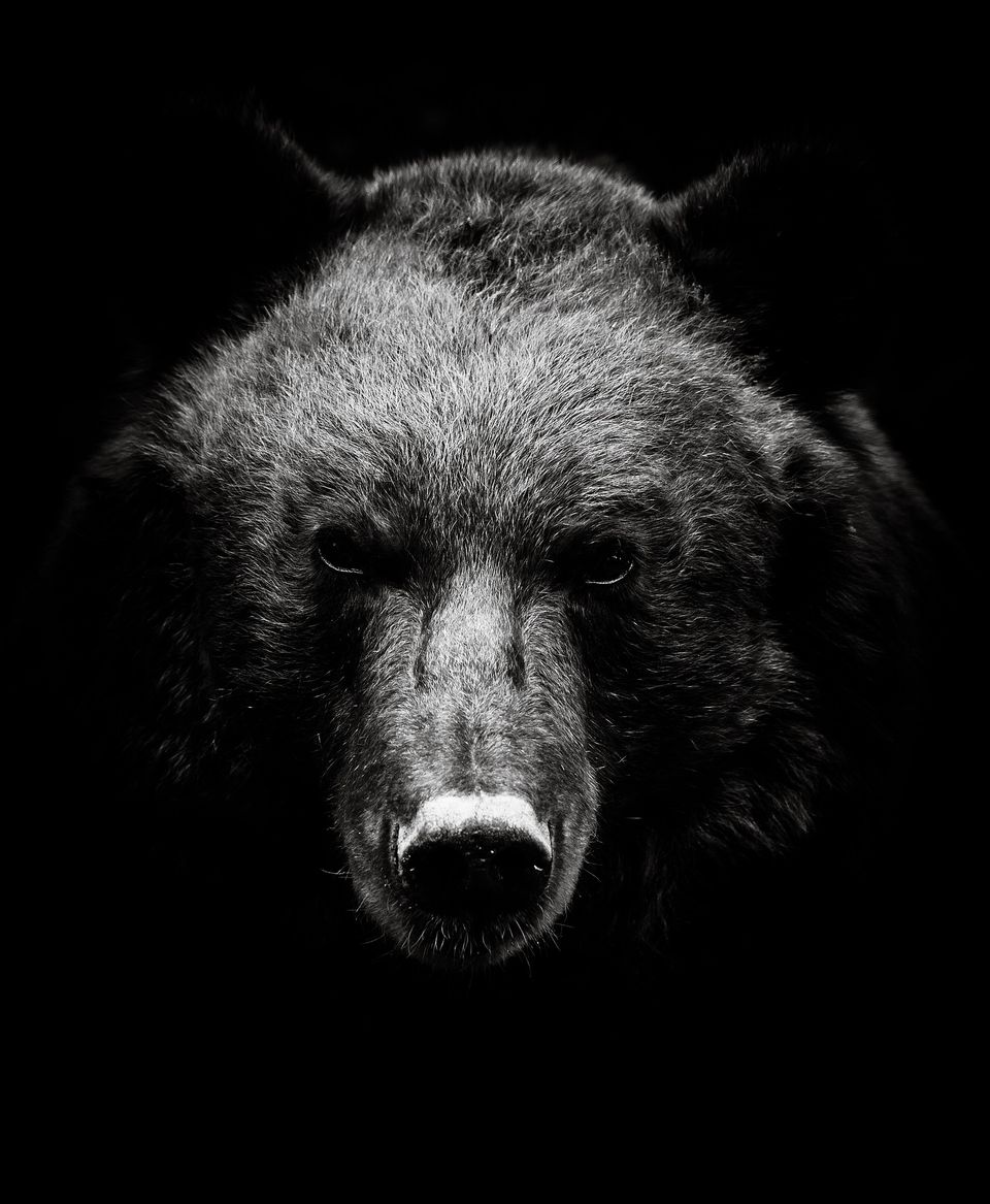 Bear g26a9aaa91 1920