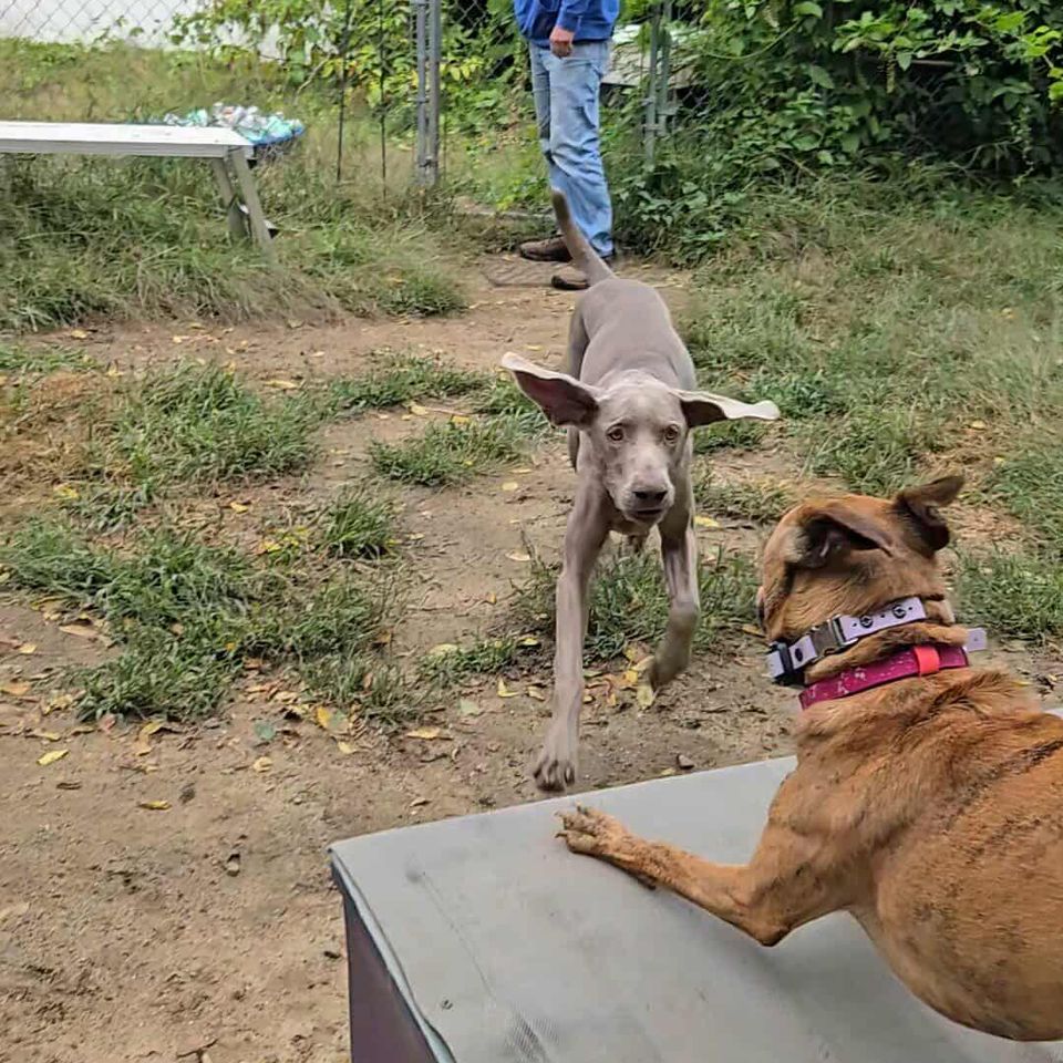 Messenger creation 3998457407061100