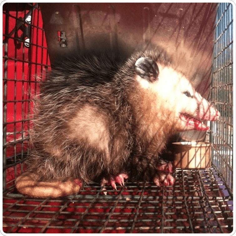 Wildlife opposum
