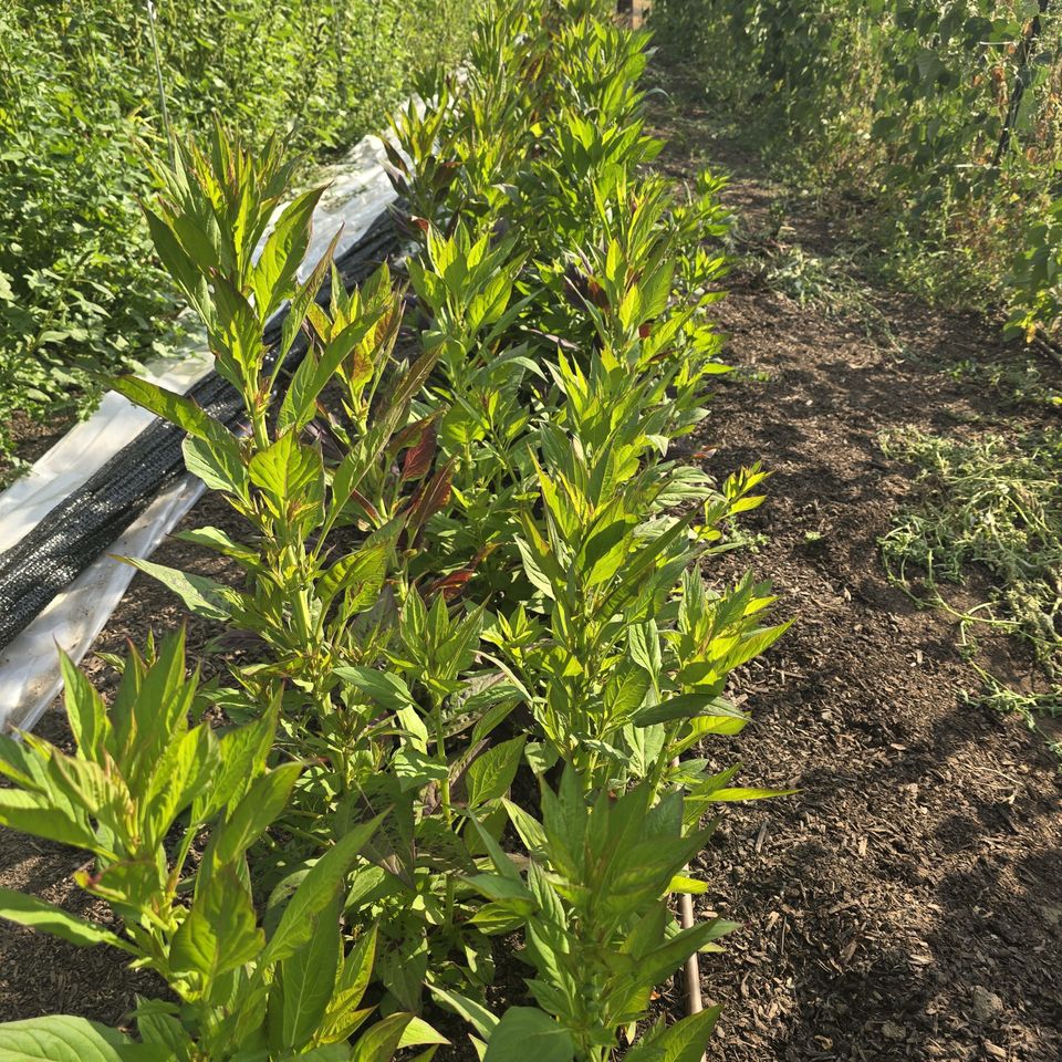 55e413ec 7869 422f 8a84 2de4782f5305