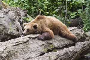 Bear gf7fdd8998 1920