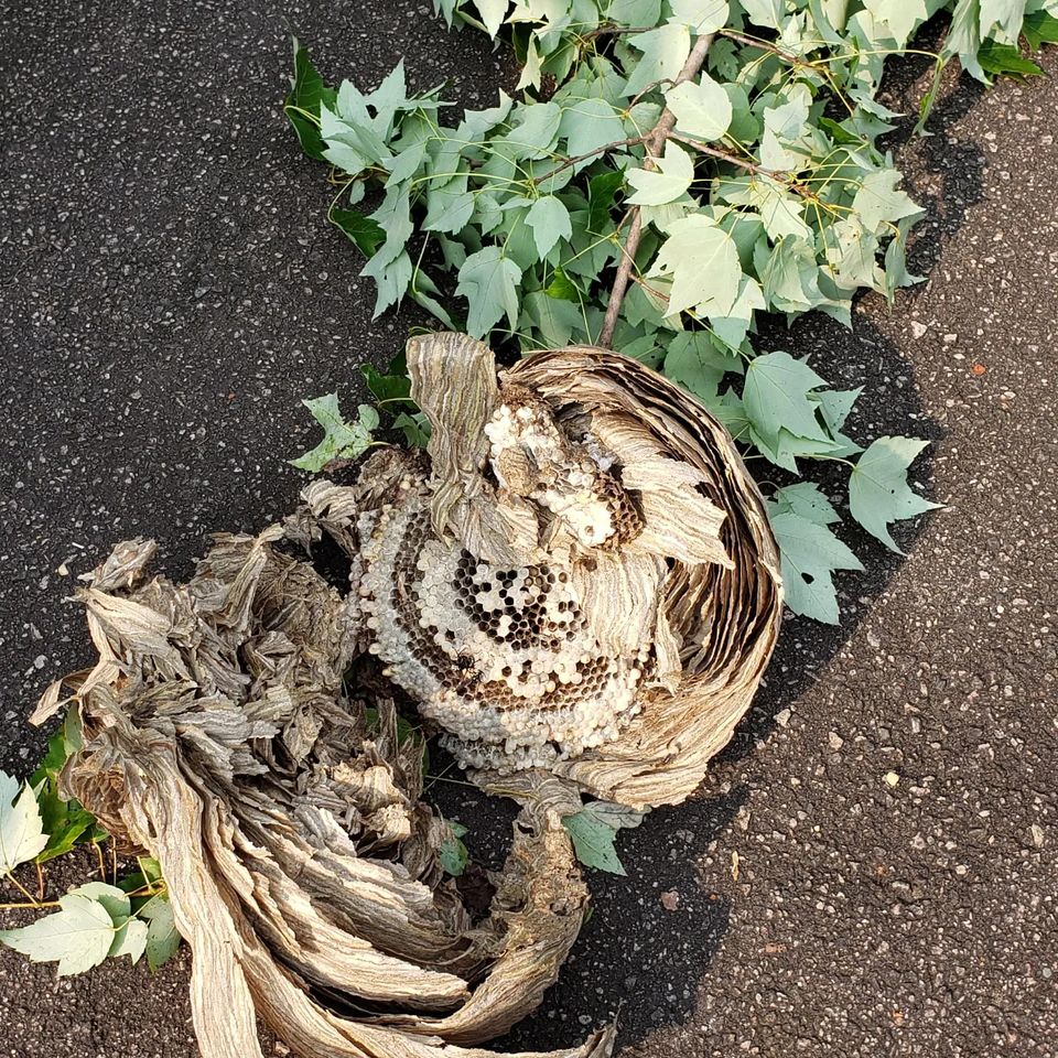 baldface hornet nest removal johnston county nc