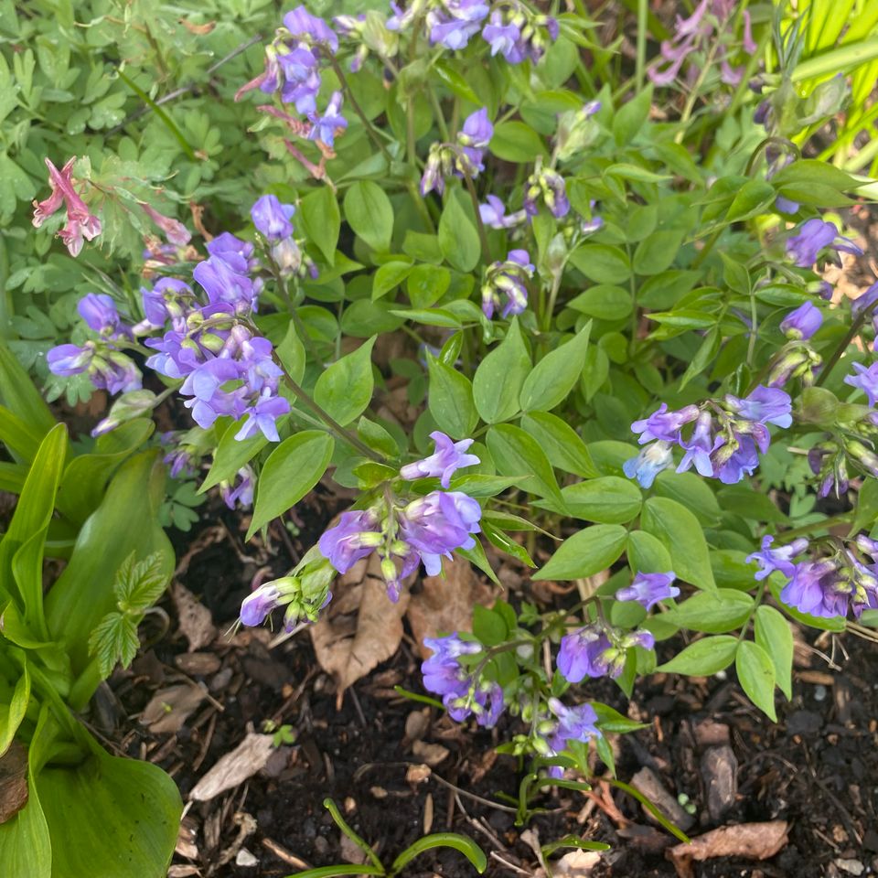 NARGSne photo. Lathyrus versus. Photo taken by Susan Anthony
