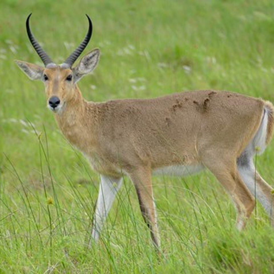 Common reedbuck