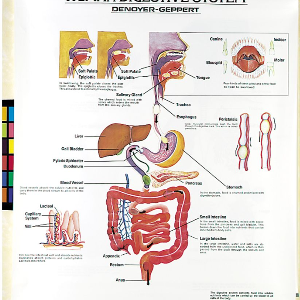 Human digestive system chart denoyer geppert