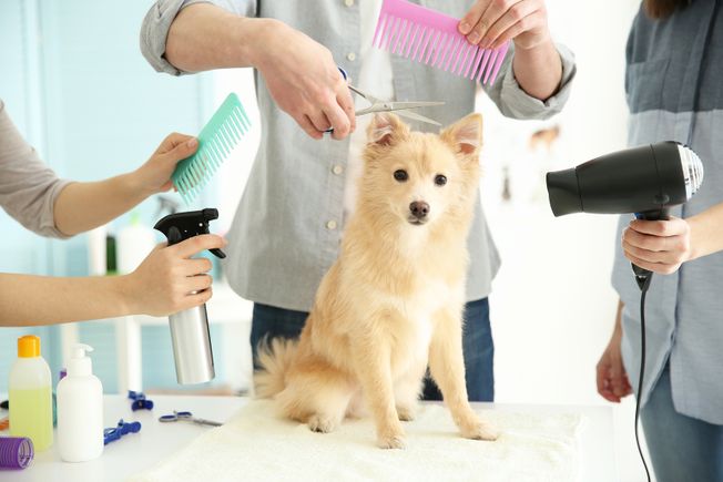 Bigstock cute dog spitz at groomer salo 14109153220170823 4412 1psada9