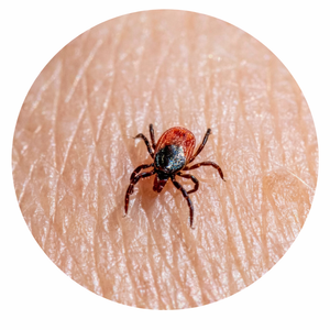 Tick