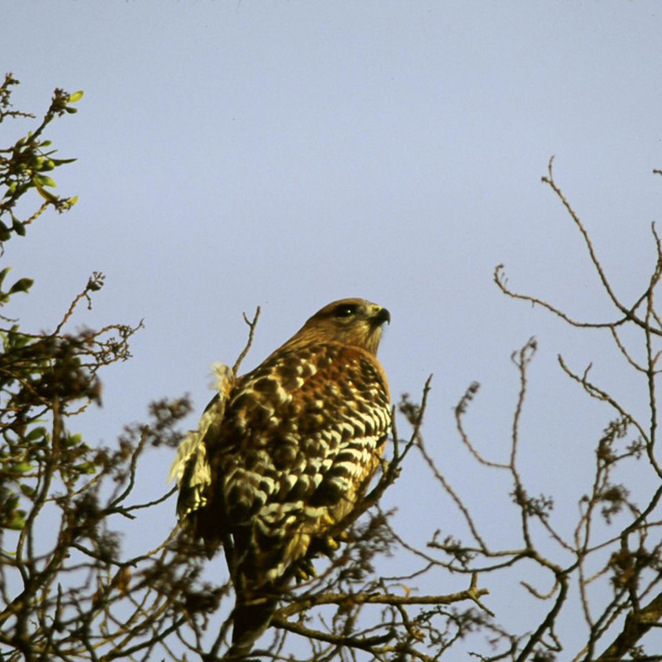 Chuckgraham red shoulderedhawk img 15120121203 1865 1els 0