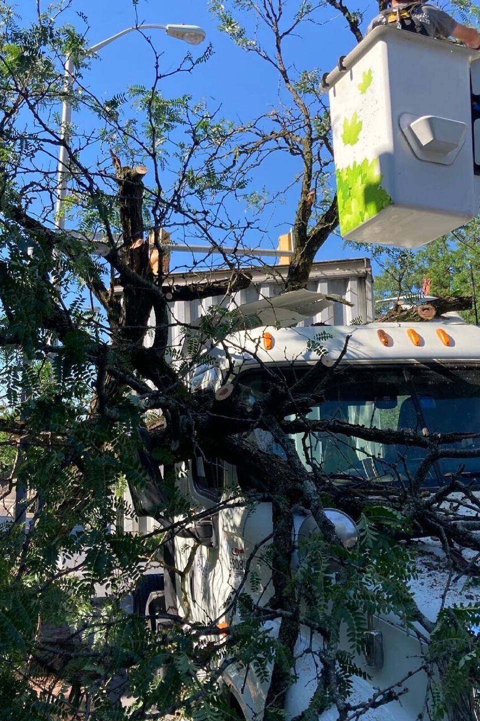 Tree removal thumbnail 1b0ad200 cf4c 428b b59c 6f2ac4129f99