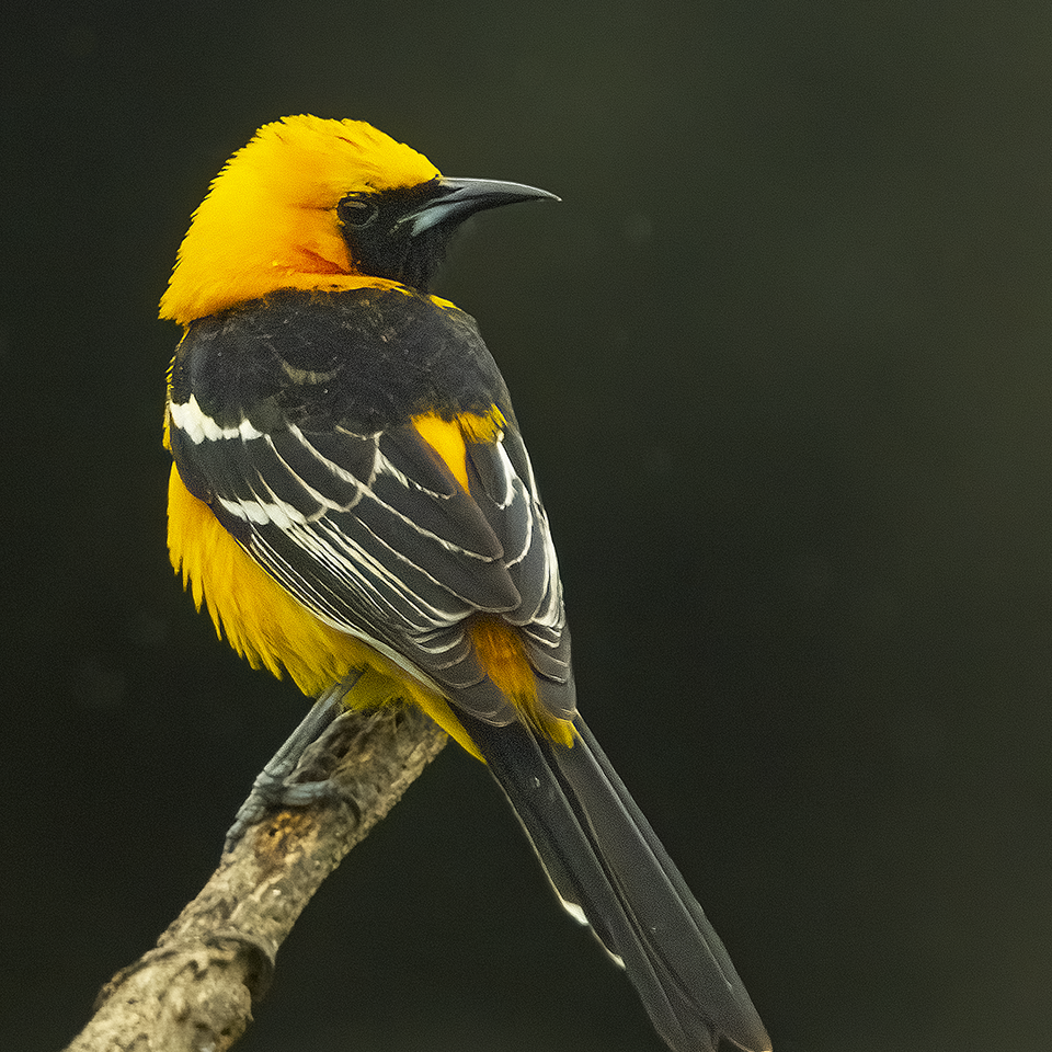Oriole male dark background good pose