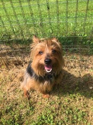Littlebrowndog
