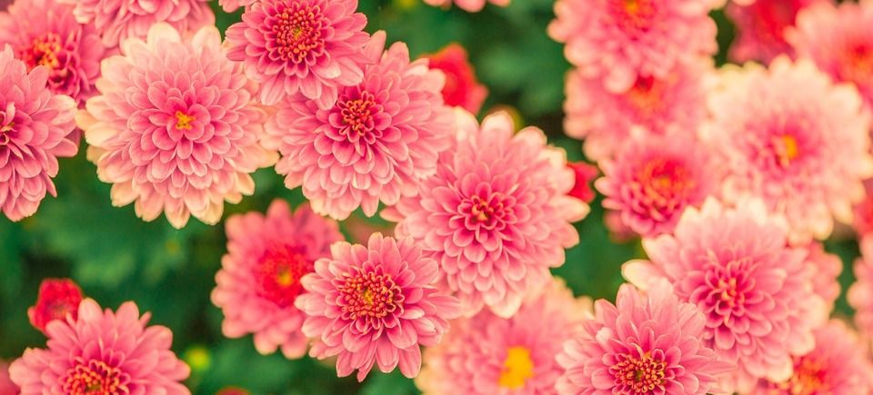 Flowers ed3db30a2f 1920