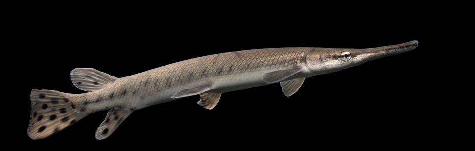 Shortnose gar sam stukel 2023 2