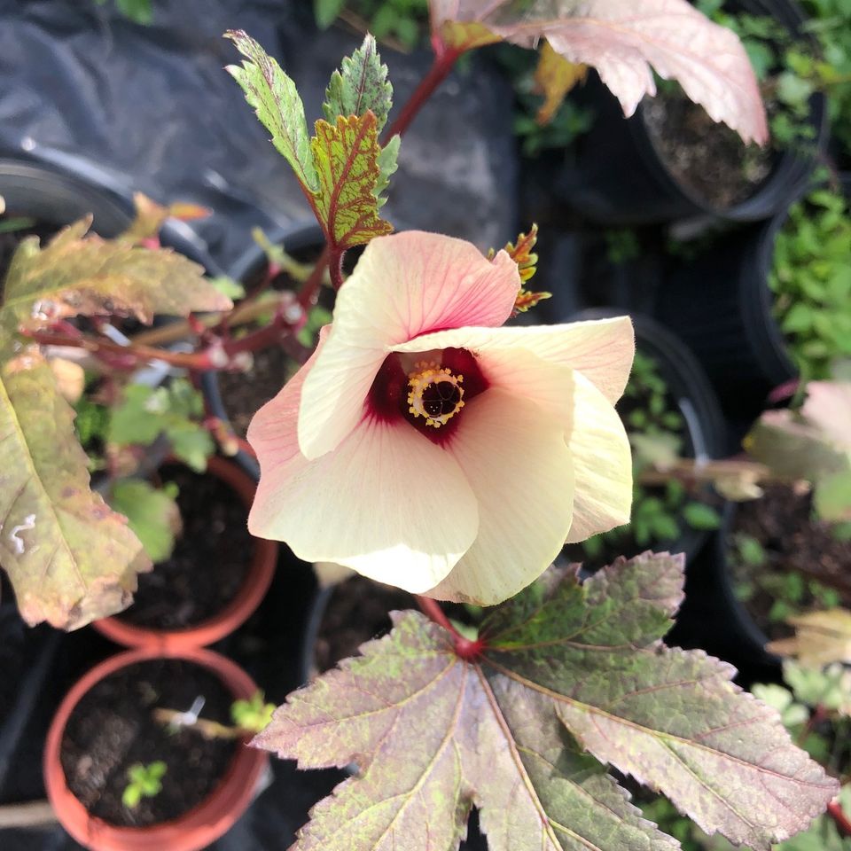 Roselle