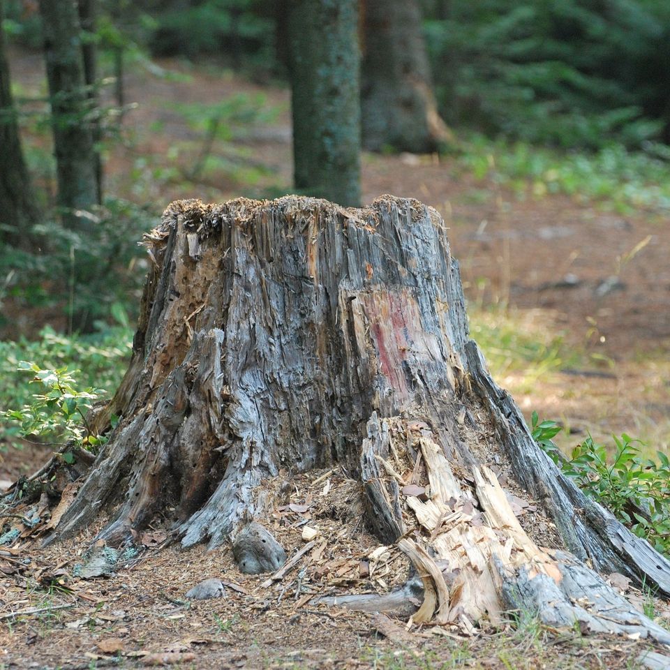 Stump Grinding