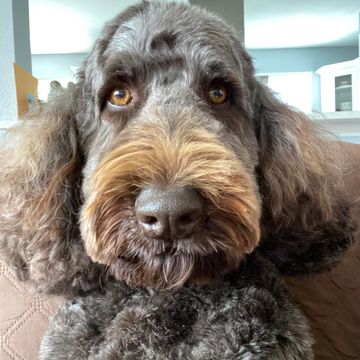 Annette dog
