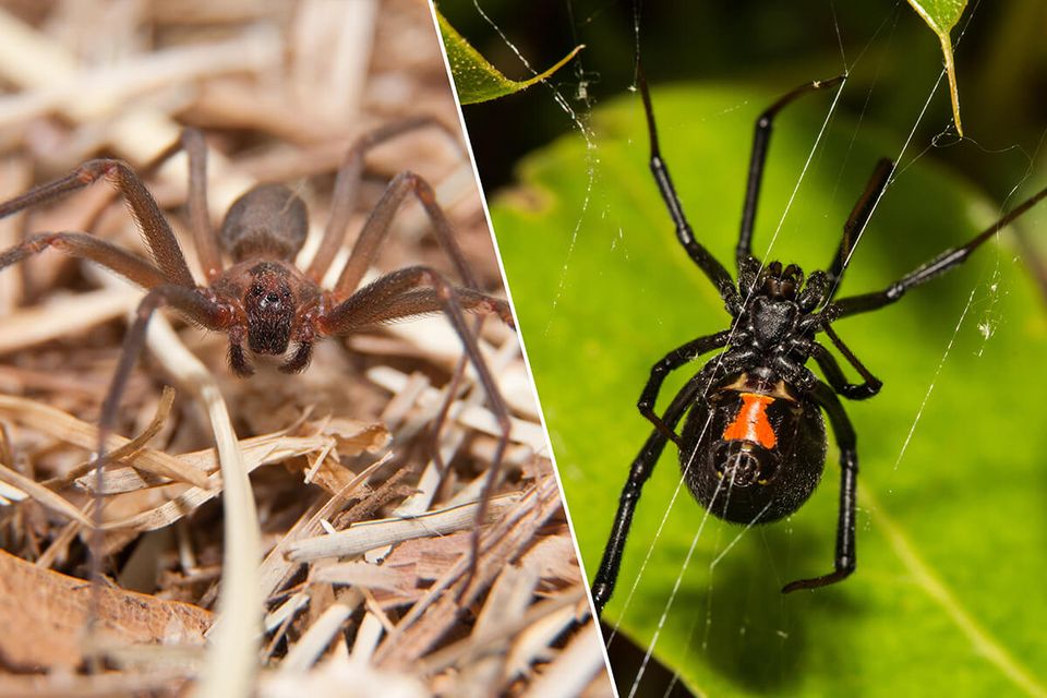 Brownrecluse blackwidow