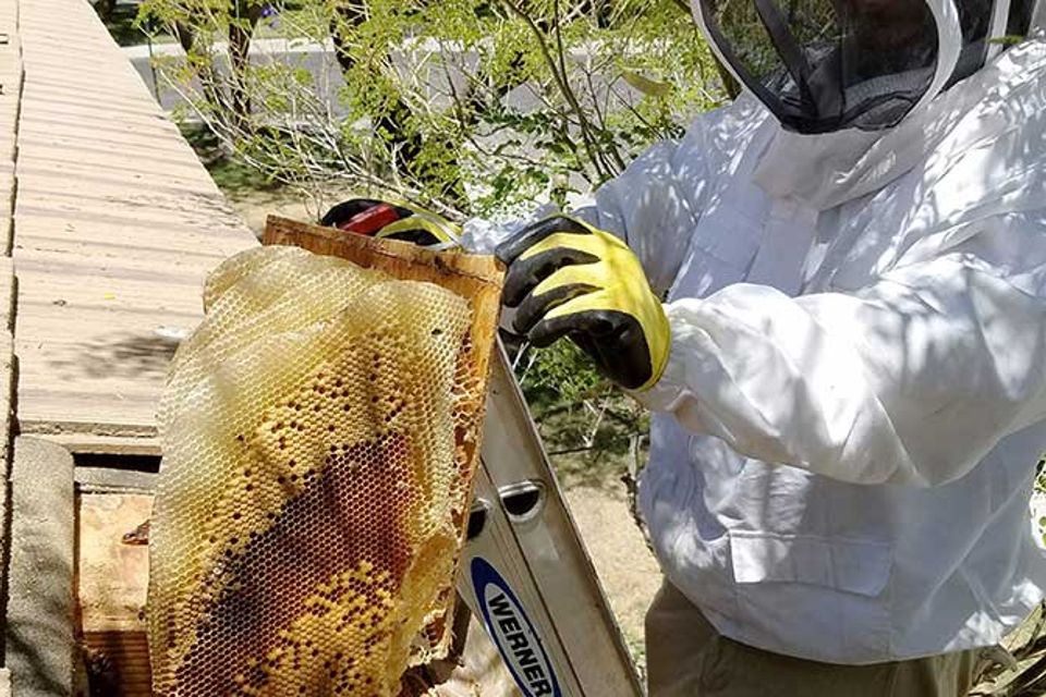 Honeycomb removal lg