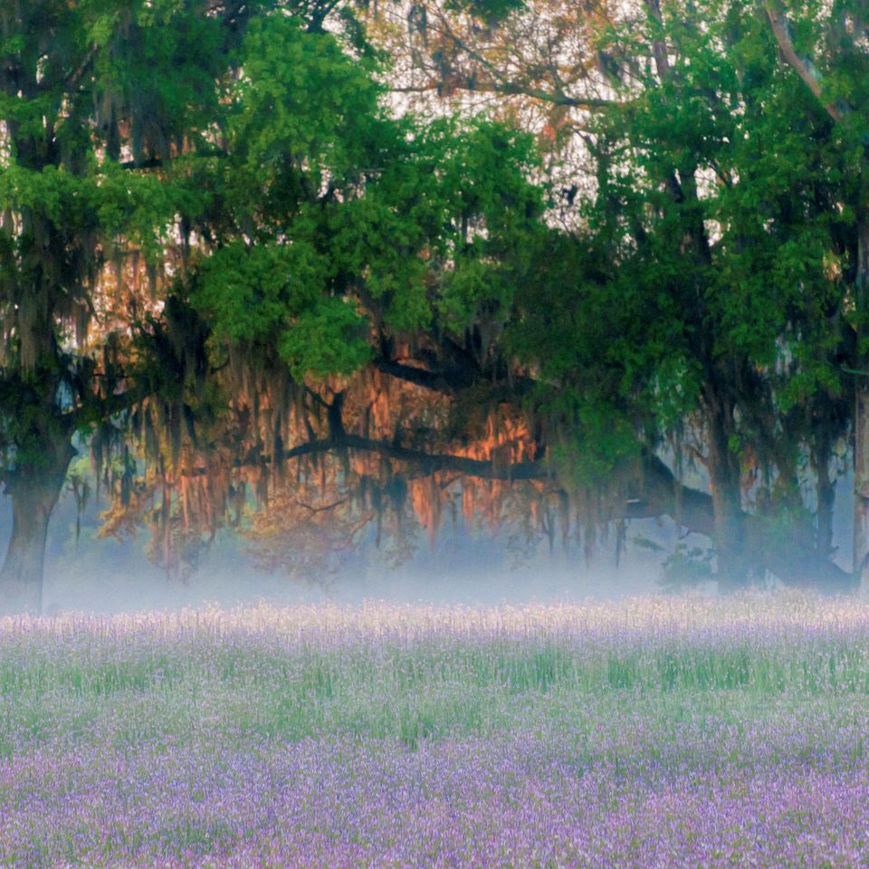 Rc purple mist1 