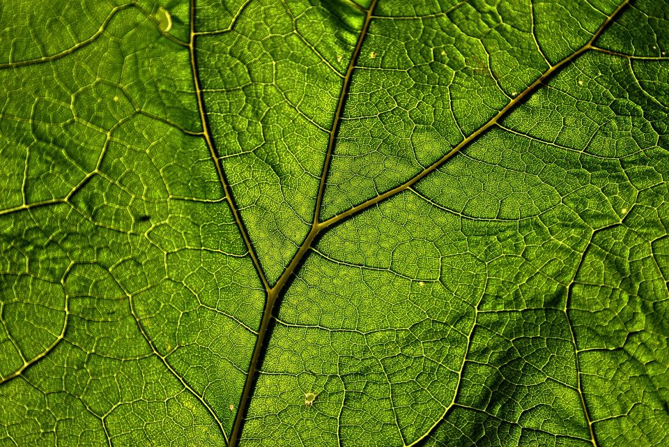 Butterbur g15e4a4b49 1920