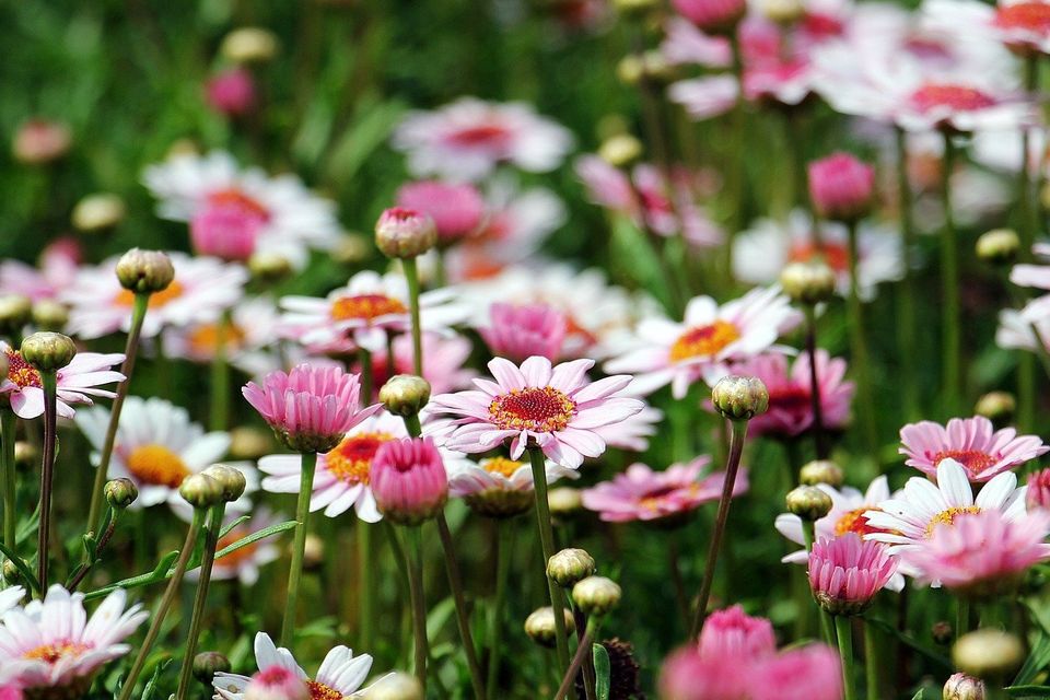 Marguerite 57e5d5444f 1920