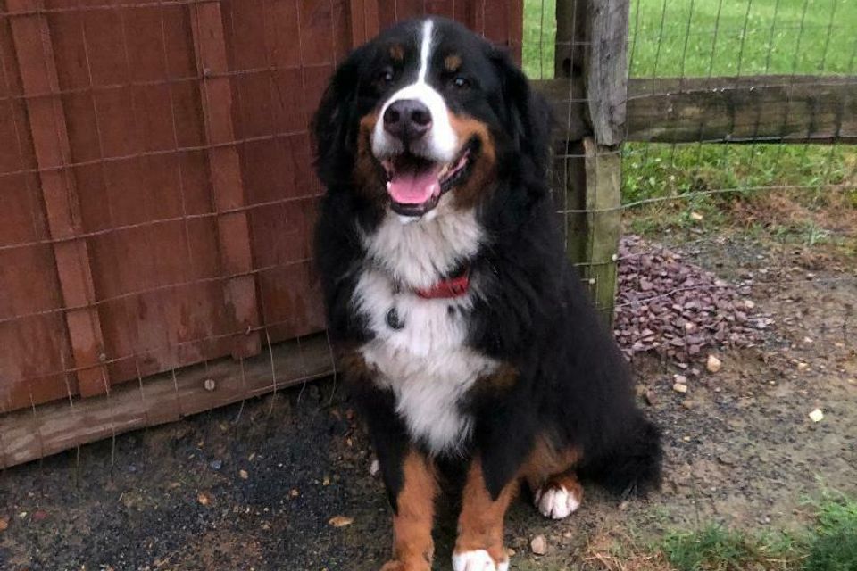 Brown black white dog 2