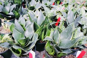 Starpowersansevieria