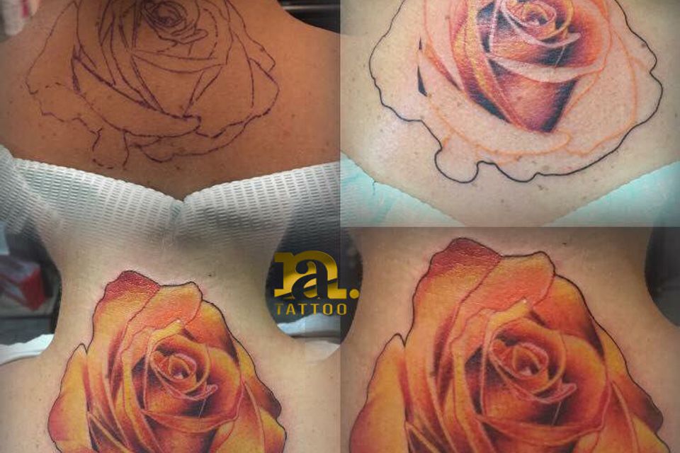 Josh orange rose
