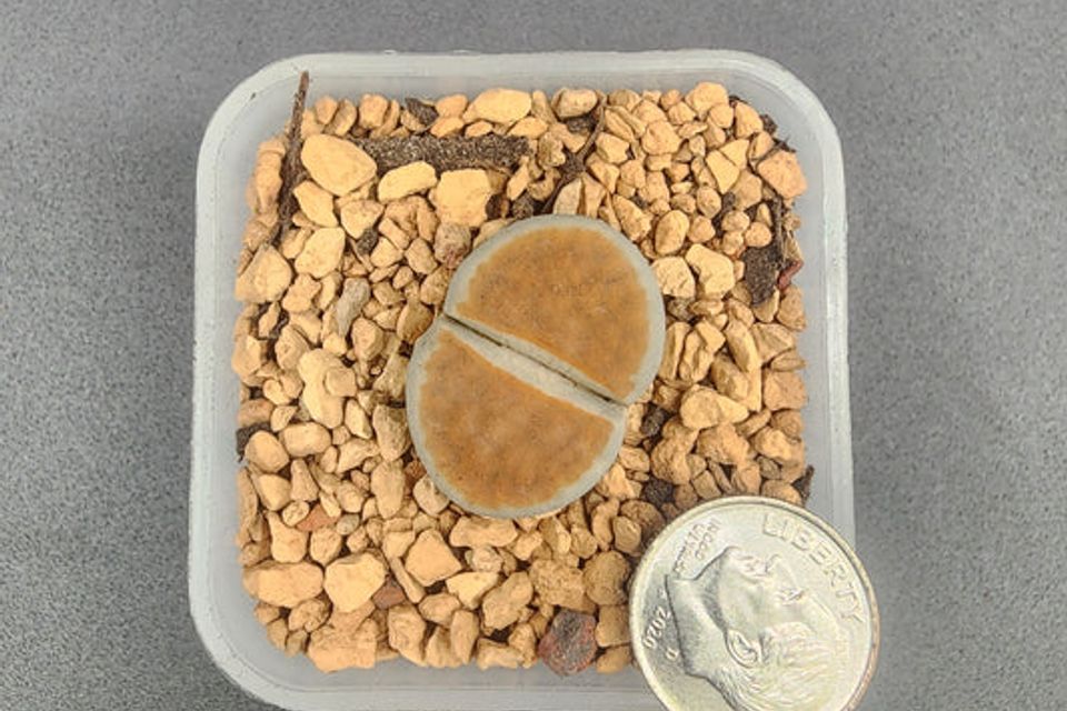 Lithopsorangeice