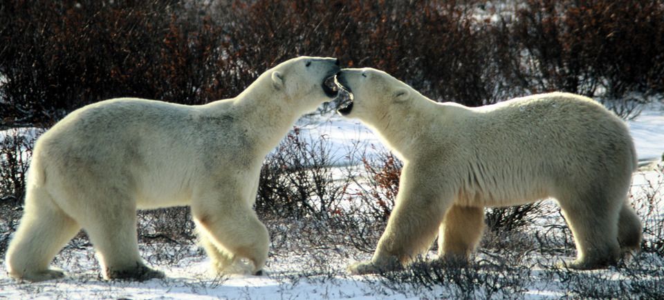 Polarbearsslideshow20121205 2901 39qqk7 0
