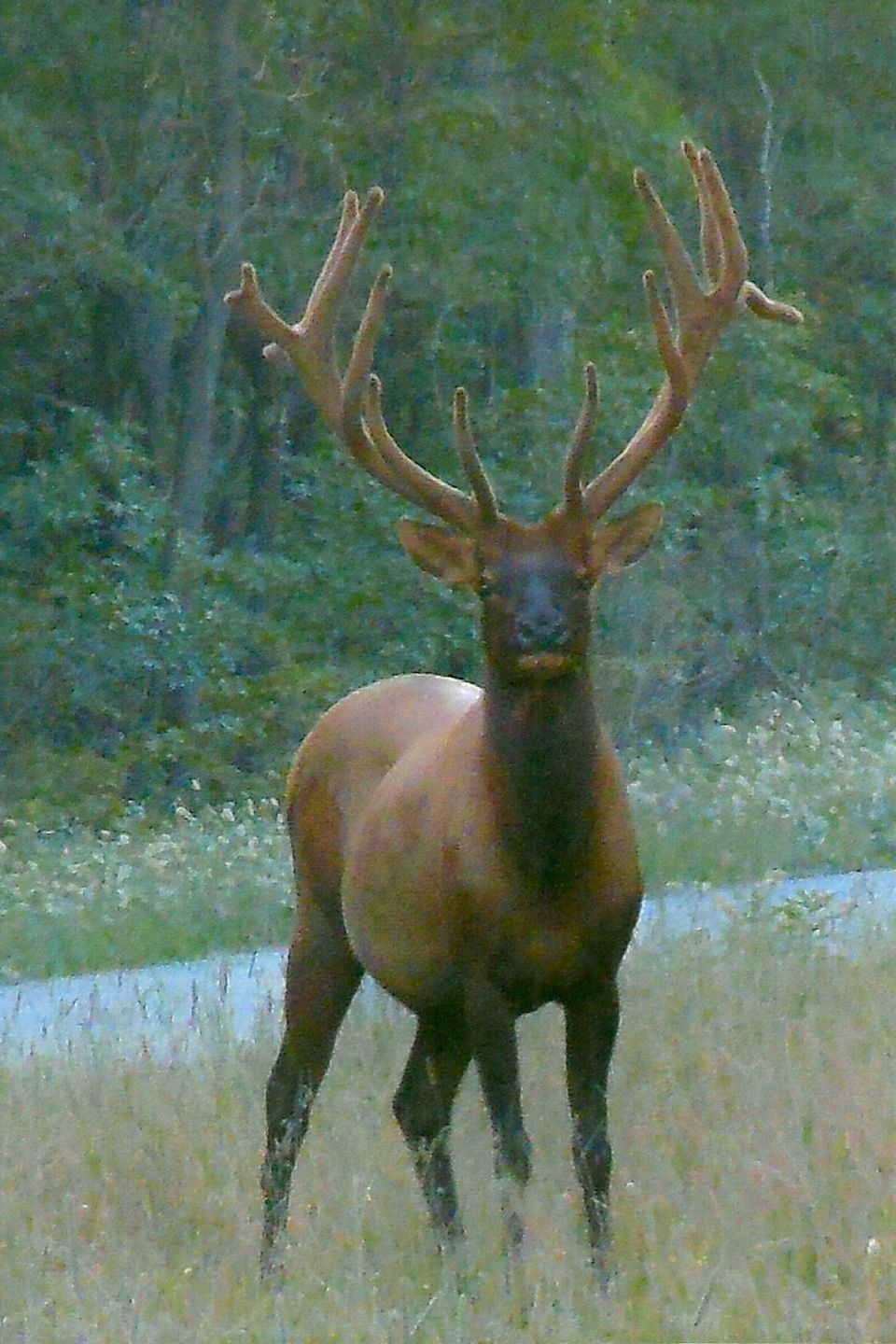 Beautiful wildlife in Moshannon State Forest