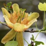 Tulip poplar 800x800 1